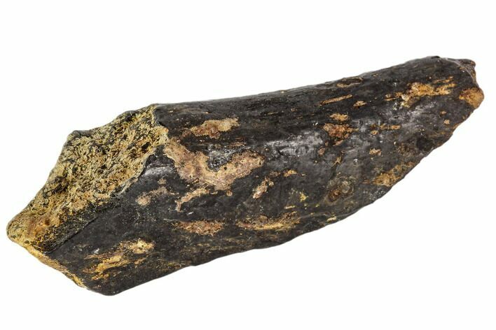 Fossil Synapsid Bone Fragment - Texas #106994